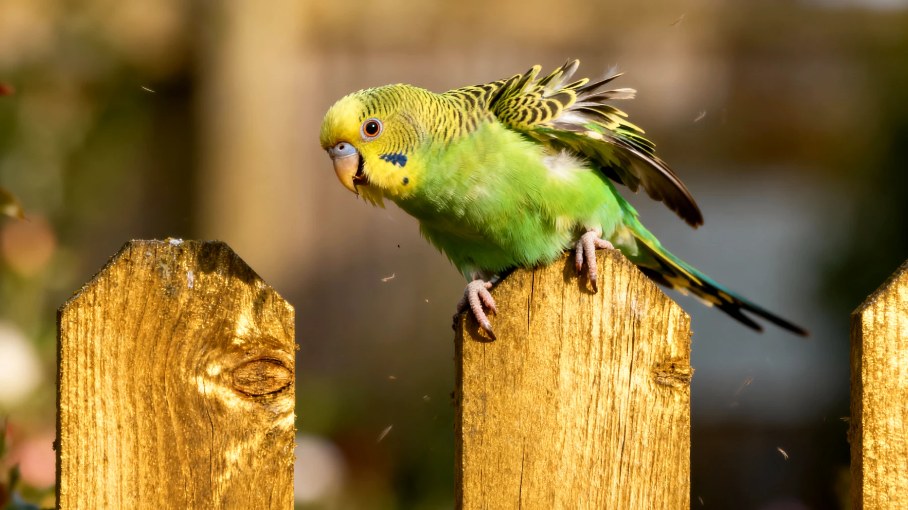 Wellensittiche zeigen im Garten unerwünschtes Verhalten wie Fluchtversuche, Panik oder Desorientierung, was zu Sicherheitsrisiken führt"